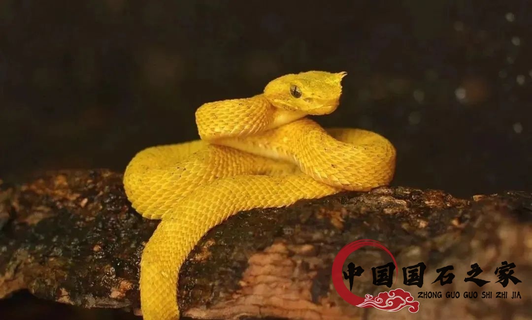 老挝石·黄睫角蝮蛇
