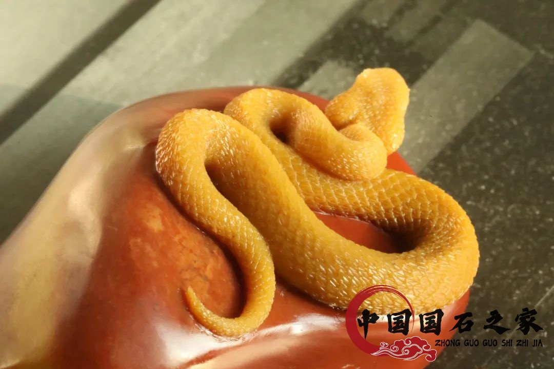 老挝石·黄睫角蝮蛇