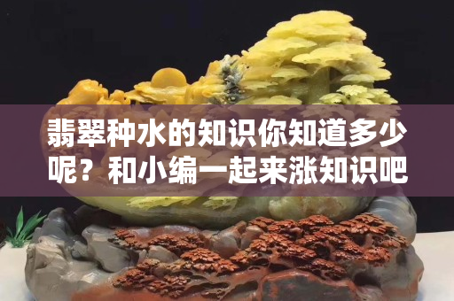 翡翠种水的知识你知道多少呢？和小编一起来涨知识吧。