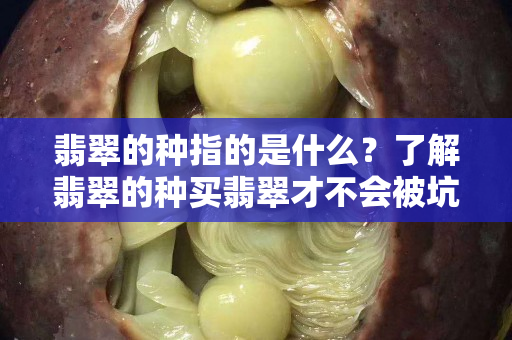 翡翠的种指的是什么？了解翡翠的种买翡翠才不会被坑