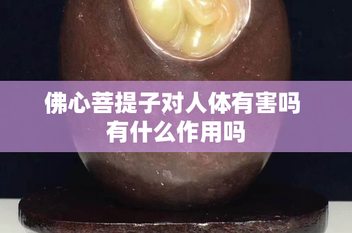佛心菩提子对人体有害吗 有什么作用吗