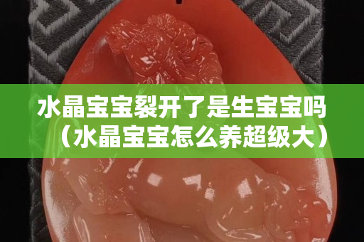 水晶宝宝裂开了是生宝宝吗（水晶宝宝怎么养超级大）