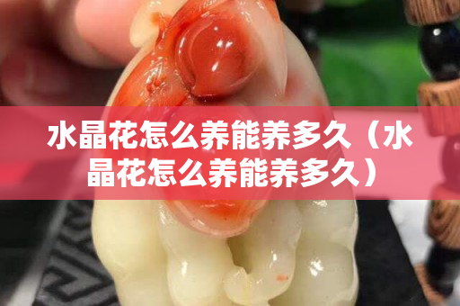 水晶花怎么养能养多久（水晶花怎么养能养多久）