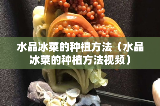 水晶冰菜的种植方法（水晶冰菜的种植方法视频）