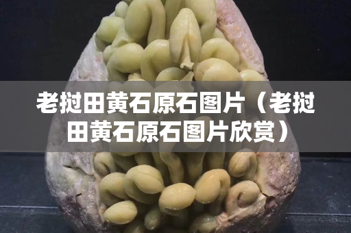 老挝田黄石原石图片（老挝田黄石原石图片欣赏）
