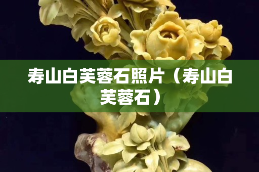 寿山白芙蓉石照片（寿山白芙蓉石）