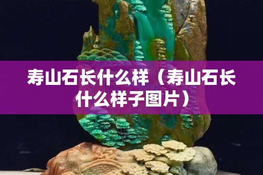 寿山石长什么样（寿山石长什么样子图片）