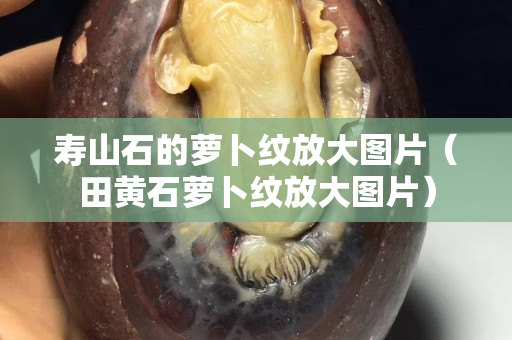 寿山石的萝卜纹放大图片（田黄石萝卜纹放大图片）