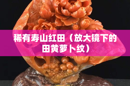 稀有寿山红田（放大镜下的田黄萝卜纹）