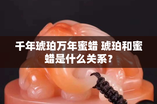 千年琥珀万年蜜蜡 琥珀和蜜蜡是什么关系？