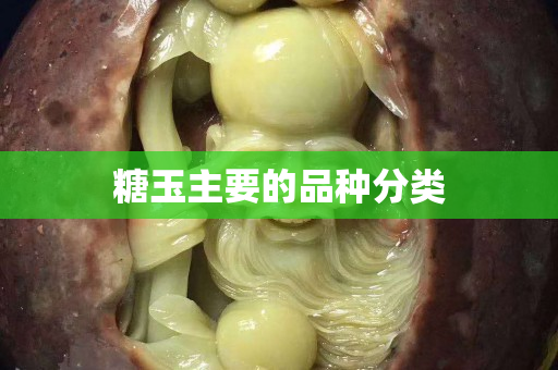 糖玉主要的品种分类