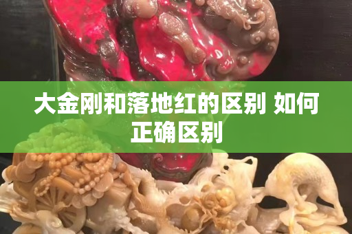 大金刚和落地红的区别 如何正确区别