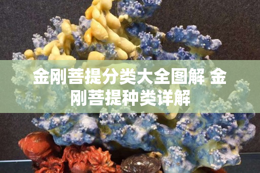 金刚菩提分类大全图解 金刚菩提种类详解