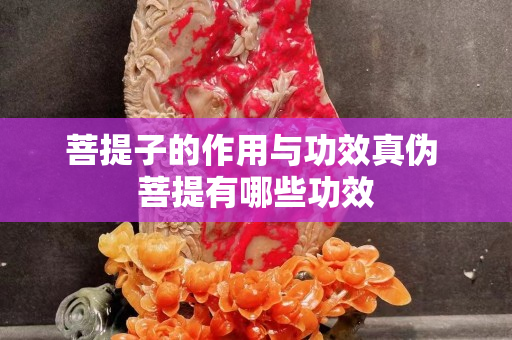 菩提子的作用与功效真伪 菩提有哪些功效