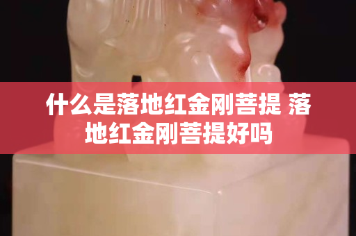 什么是落地红金刚菩提 落地红金刚菩提好吗