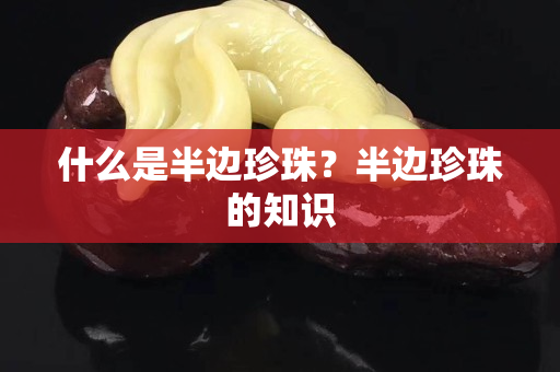 什么是半边珍珠？半边珍珠的知识