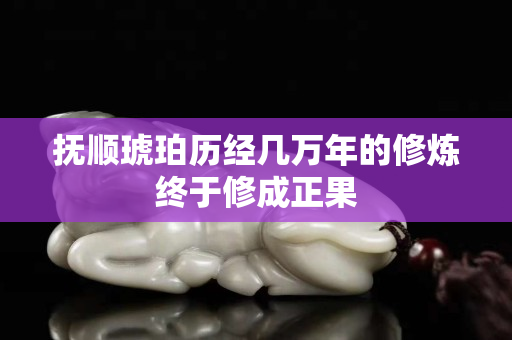 抚顺琥珀历经几万年的修炼终于修成正果