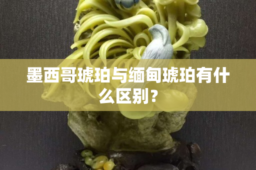 墨西哥琥珀与缅甸琥珀有什么区别？