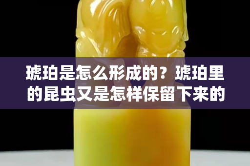 琥珀是怎么形成的？琥珀里的昆虫又是怎样保留下来的？
