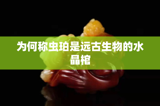 为何称虫珀是远古生物的水晶棺