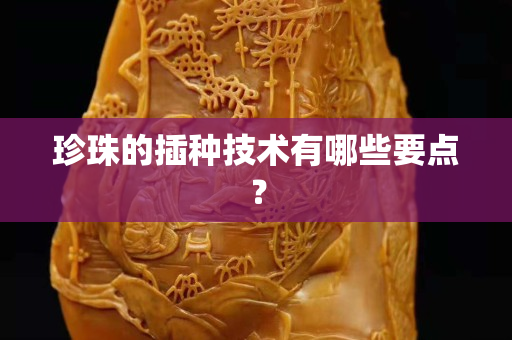珍珠的插种技术有哪些要点？