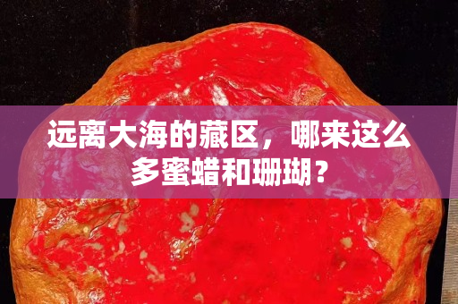 远离大海的藏区，哪来这么多蜜蜡和珊瑚？