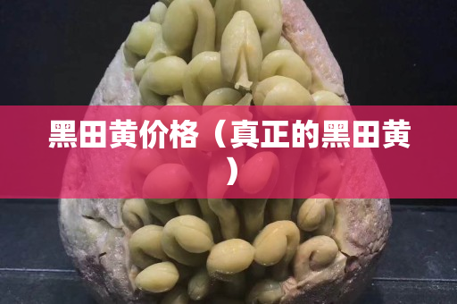 黑田黄价格（真正的黑田黄）