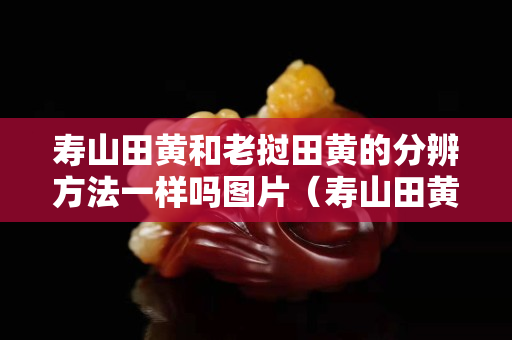 寿山田黄和老挝田黄的分辨方法一样吗图片（寿山田黄种类及特点）
