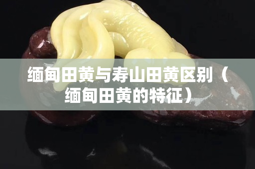 缅甸田黄与寿山田黄区别（缅甸田黄的特征）