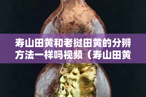 寿山田黄和老挝田黄的分辨方法一样吗视频（寿山田黄鉴别视频）