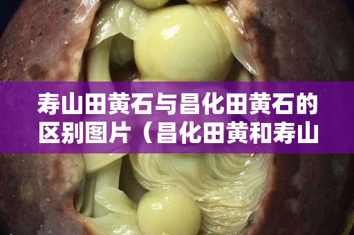 寿山田黄石与昌化田黄石的区别图片（昌化田黄和寿山田黄怎样区分）