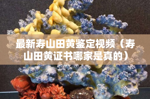 最新寿山田黄鉴定视频（寿山田黄证书哪家是真的）