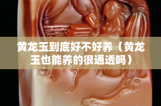 黄龙玉到底好不好养（黄龙玉也能养的很通透吗）