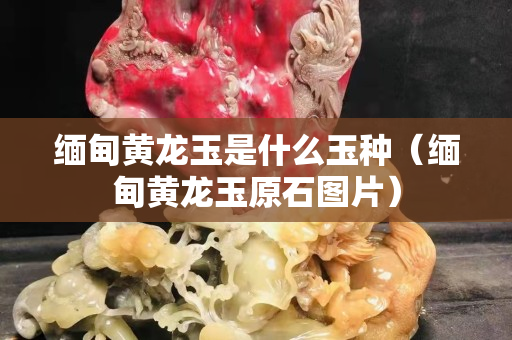 缅甸黄龙玉是什么玉种（缅甸黄龙玉原石图片）