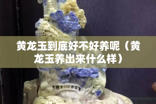 黄龙玉到底好不好养呢（黄龙玉养出来什么样）