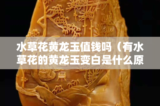 水草花黄龙玉值钱吗（有水草花的黄龙玉变白是什么原因）