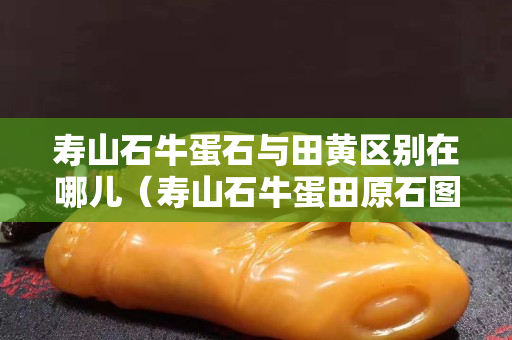 寿山石牛蛋石与田黄区别在哪儿（寿山石牛蛋田原石图片）