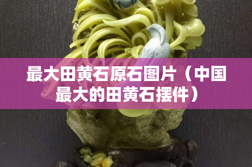 最大田黄石原石图片（中国最大的田黄石摆件）