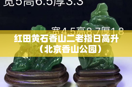 红田黄石香山二老指日高升（北京香山公园）