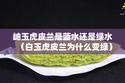 岫玉虎皮兰是蓝水还是绿水（白玉虎皮兰为什么变绿）