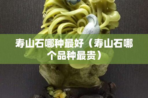 寿山石哪种最好（寿山石哪个品种最贵）