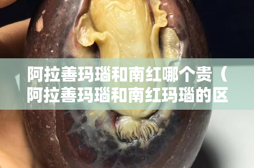 阿拉善玛瑙和南红哪个贵（阿拉善玛瑙和南红玛瑙的区别）