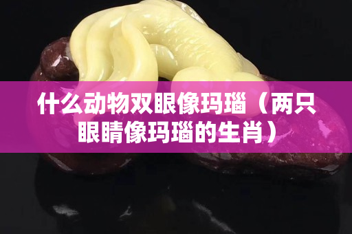 什么动物双眼像玛瑙（两只眼睛像玛瑙的生肖）