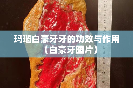 玛瑙白豪牙牙的功效与作用（白豪牙图片）