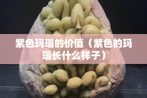 紫色玛瑙的价值（紫色的玛瑙长什么样子）