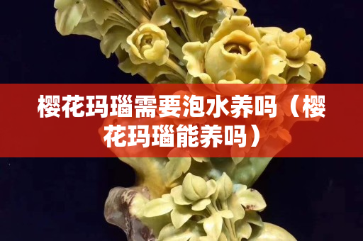 樱花玛瑙需要泡水养吗（樱花玛瑙能养吗）