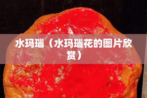水玛瑙（水玛瑙花的图片欣赏）