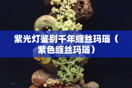紫光灯鉴别千年缠丝玛瑙（紫色缠丝玛瑙）