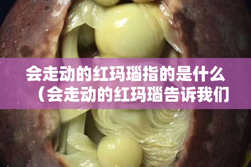 会走动的红玛瑙指的是什么（会走动的红玛瑙告诉我们什么道理）