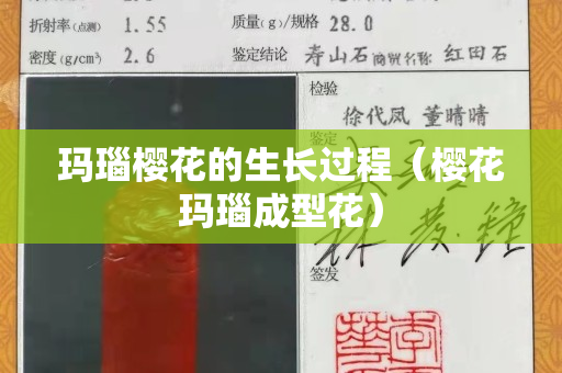 玛瑙樱花的生长过程（樱花玛瑙成型花）